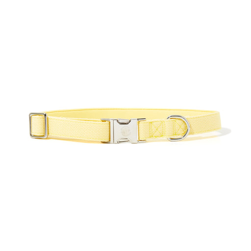 YELLOW DOG COLLAR