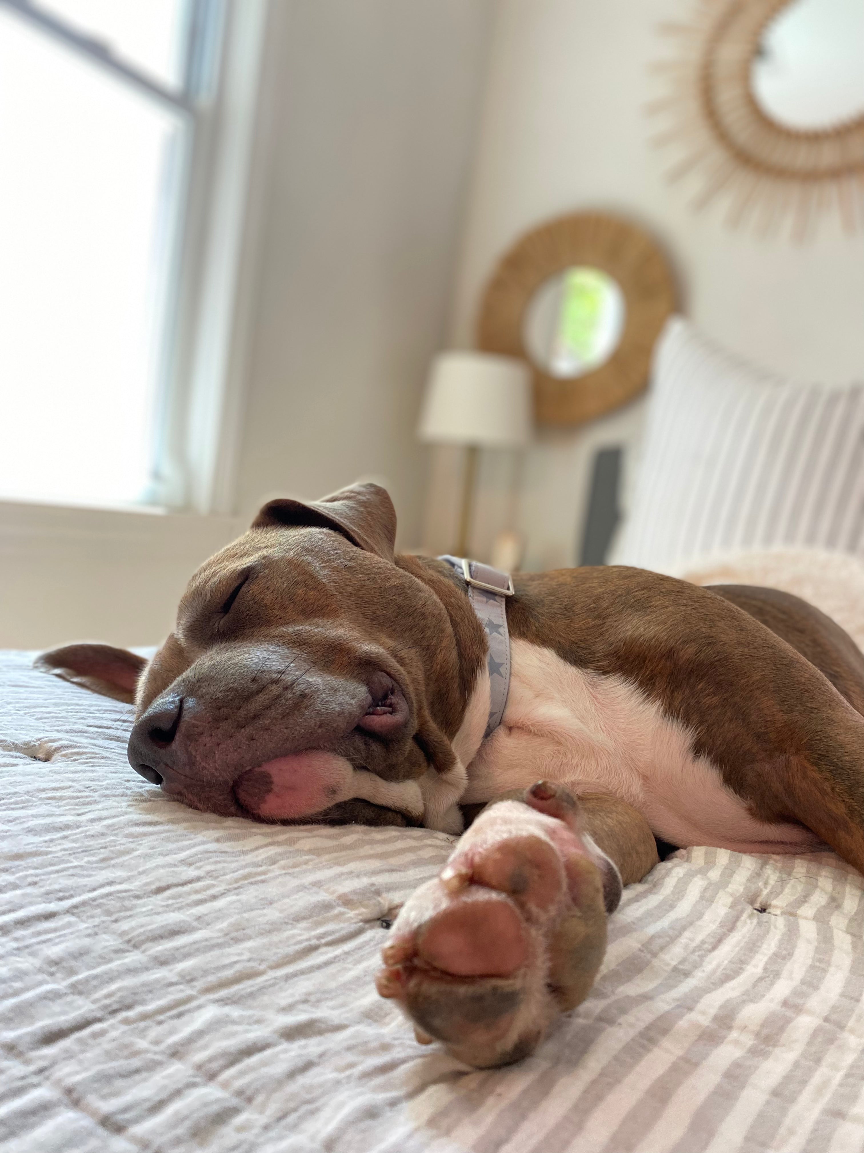 DEMPSEY MARTINGALE DOG COLLAR