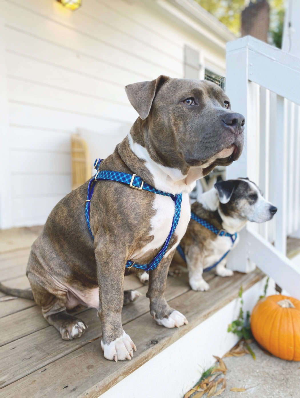 NORMAN PLAID DOG HARNESS