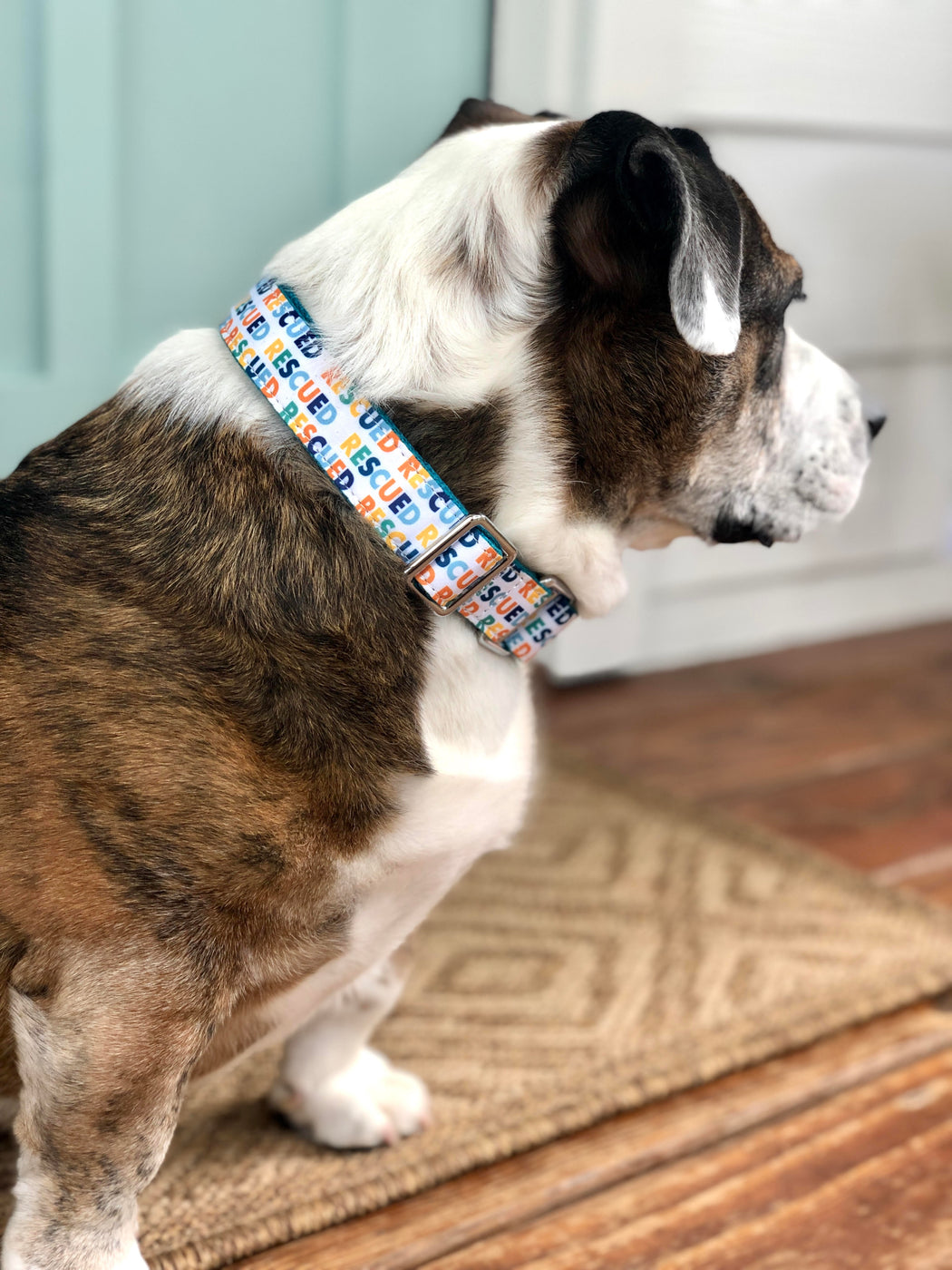 RESCUED MARTINGALE DOG COLLAR