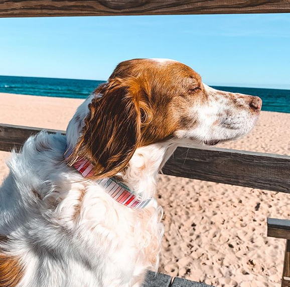 BRANDI STRIPE DOG COLLAR