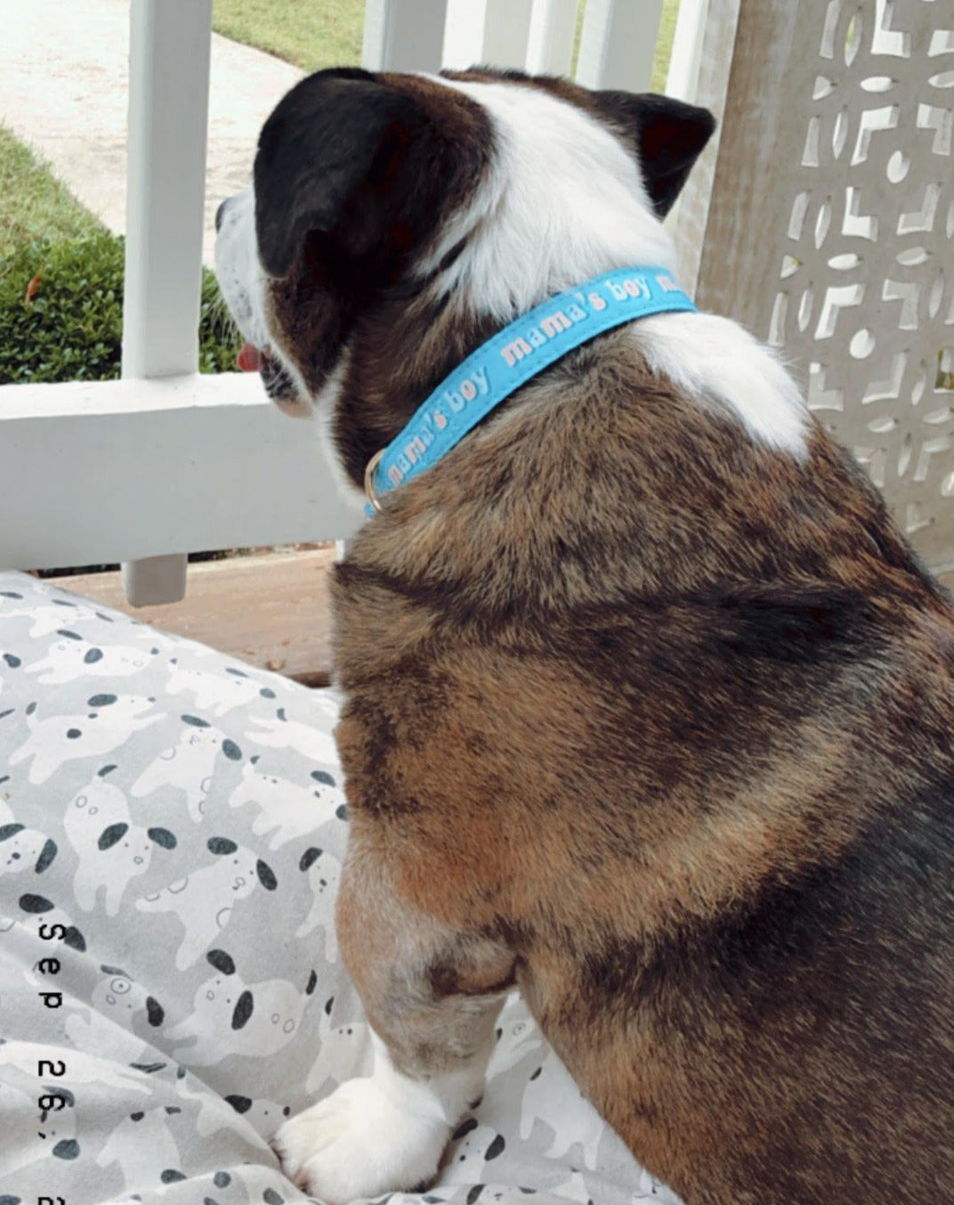 MAMA'S BOY DOG COLLAR